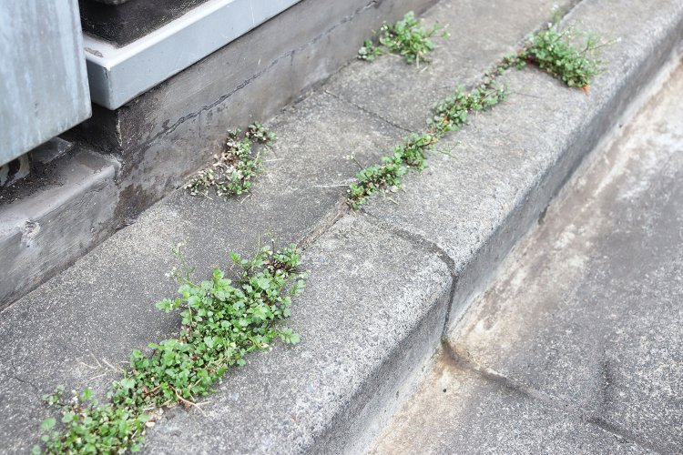 威勢よくはみだす緑。