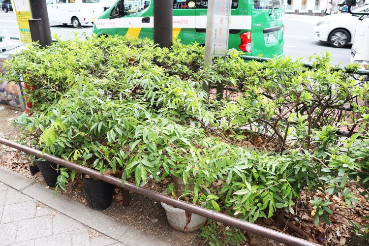 街路樹に擬態するフジの鉢植え。鉢が少し割れているので、植え込みの土に根を下ろしているかもしれない。