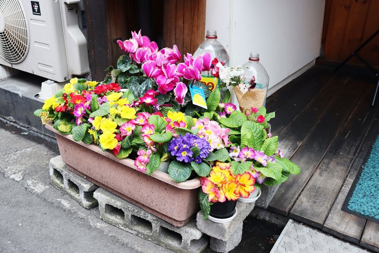 カラフル鉢。水やり用のペットボトルが「JINRO」なのが大久保スタイル。