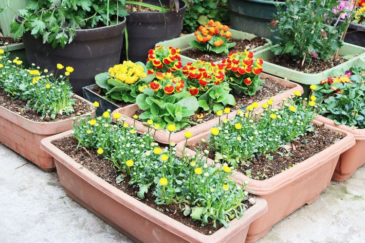 アプローチを彩る花畑。店内も植物で溢れていた。