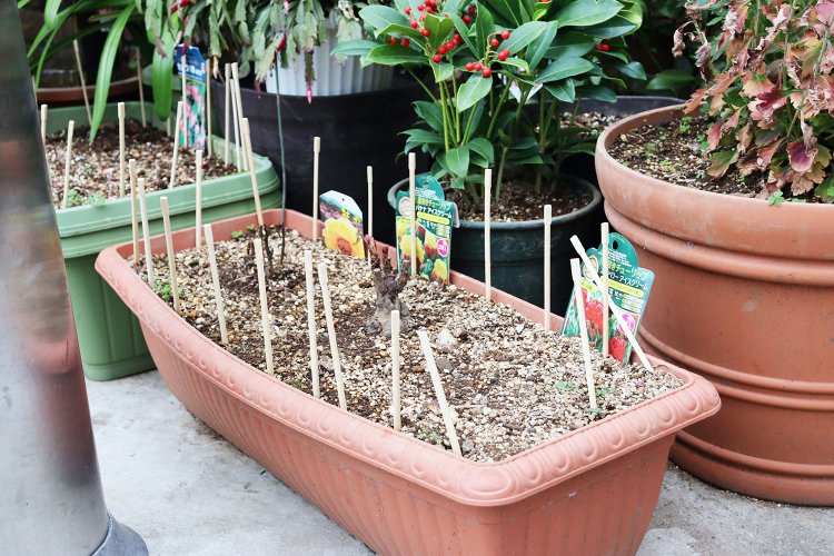 たくさん刺さった割り箸は、猫よけ？