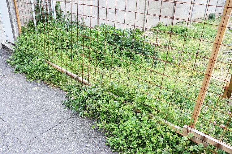 フェンスの向こうから打ち寄せる。