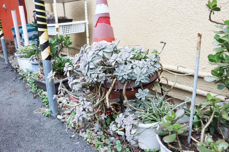 鉢から溢れ出す朧月。