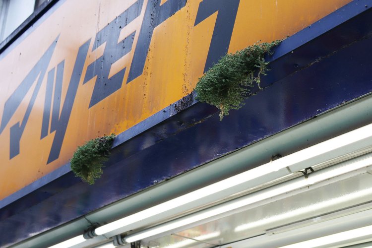 マツキヨからもはみだす緑。