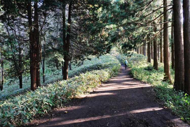 陣馬山から景信山への道。なだらかで広い尾根道には、トレイルランのランナーも多い。