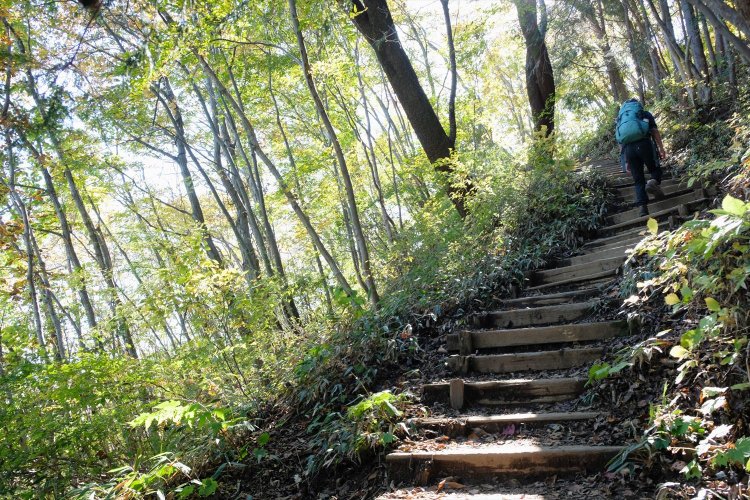 和田峠から上は、明るい樹林帯の中の階段状の道をひたすら登ってゆく。なかなかキツい。