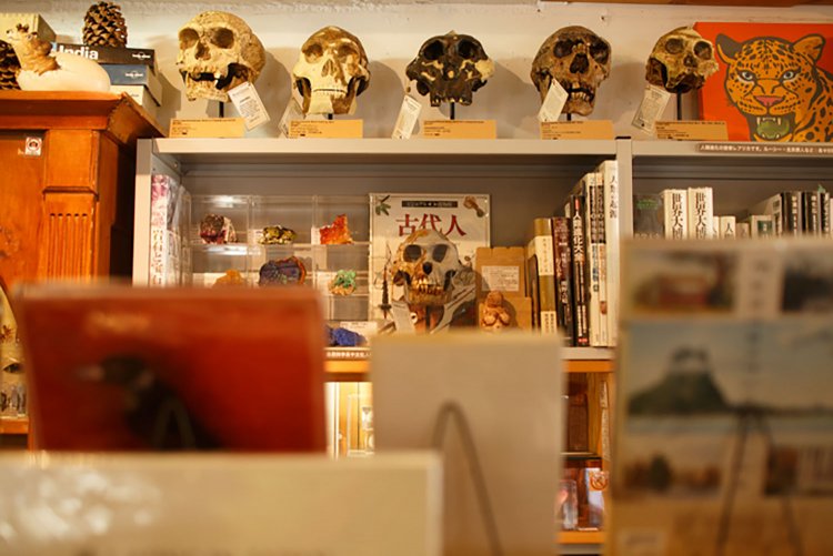 頭骨模型は、もちろん売り物8万8000円～。