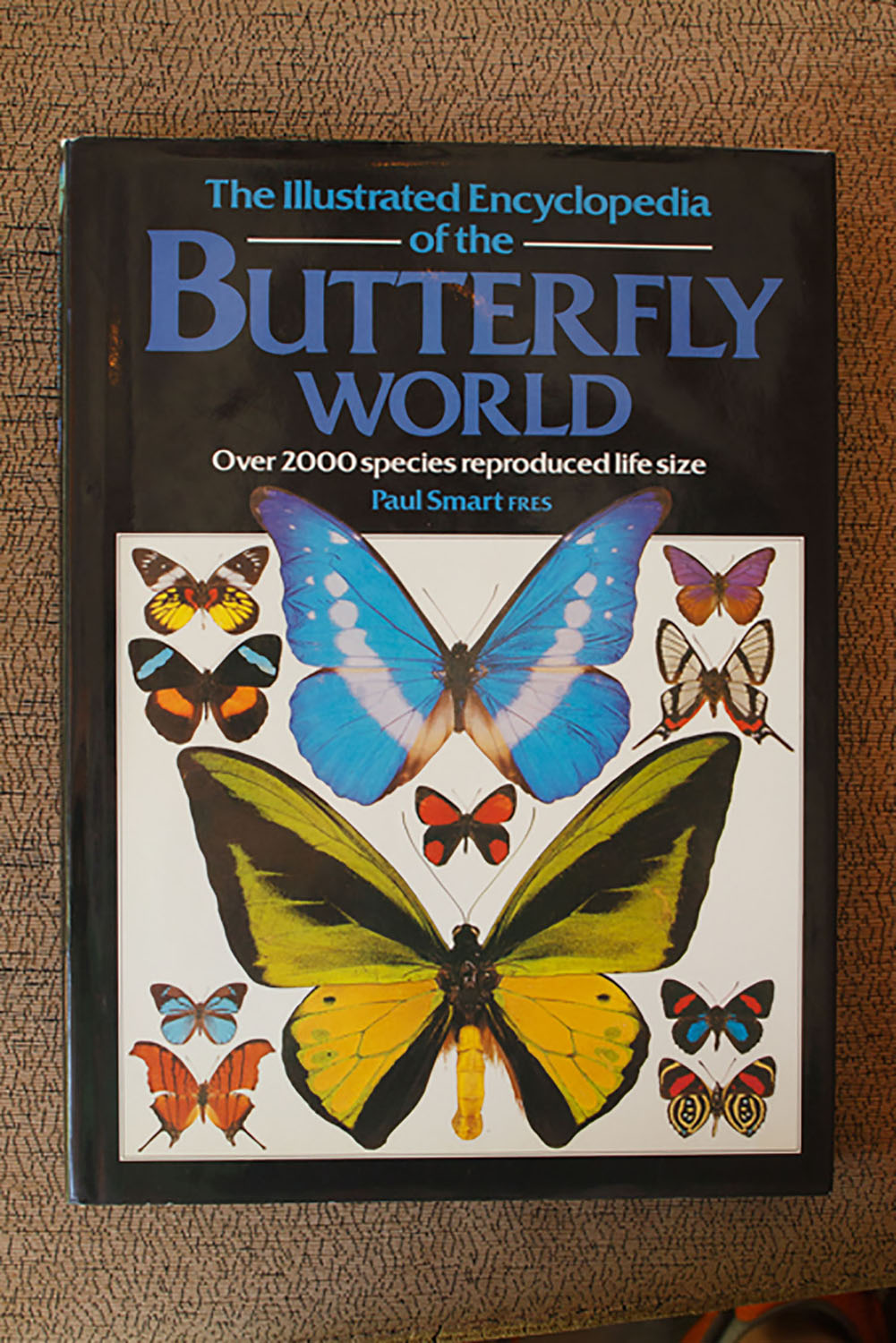 『バタフライワールド』8300円。実物大で描いた蝶図鑑。どちらも古書。