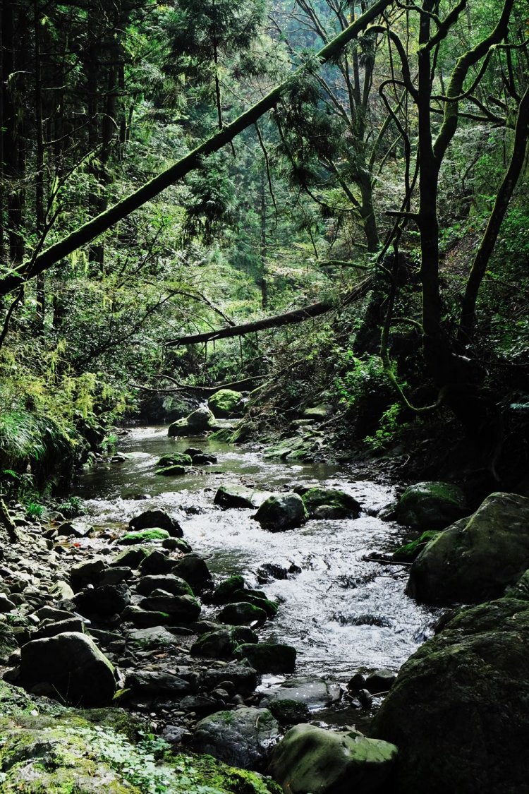 自然の色濃い多摩川の支流の越沢川。かつてはゲンジボタルが見られたようだが、今は見られないそう。