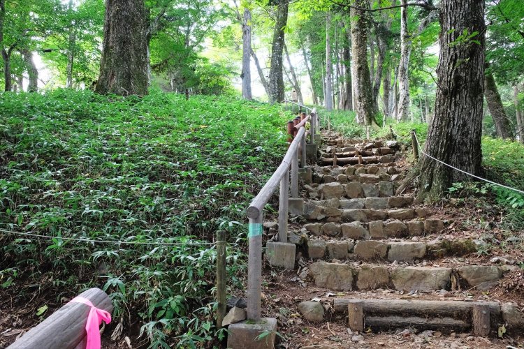 まだ葉しかないが、富士峰園地の斜面にはレンゲショウマが群生している。花期は8月中旬。