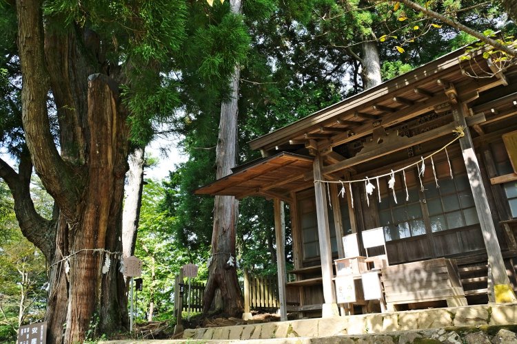 富士峰園地の上には、ひなびた産安社や夫婦杉、安産杉などの名木があり、登って損はない。