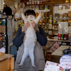 強羅のおみやげ屋さん『箱根お土産本舗こばやし』の看板猫タマさん。