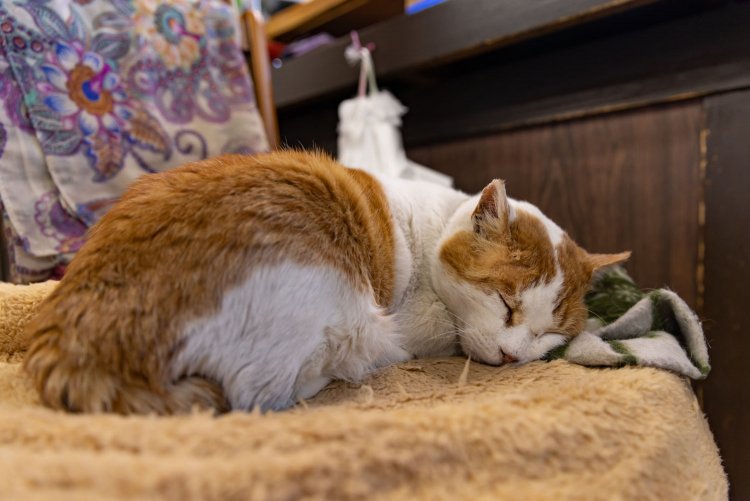 お気に入りの場所で熟睡中。こんなに近づいても起きません。