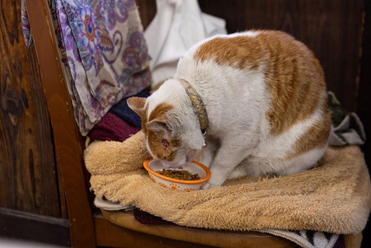 偶然にもタマさんが食べているご飯はかつて私がパッケージ写真を撮影したキャットフードでした。