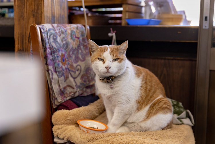 「お前が撮ったのか？」と鋭い視線を向けてくれるタマさん。