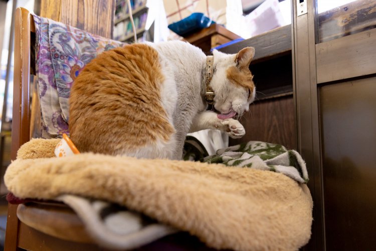 食事の後は綺麗に毛繕い。猫っぽい仕草最高です。