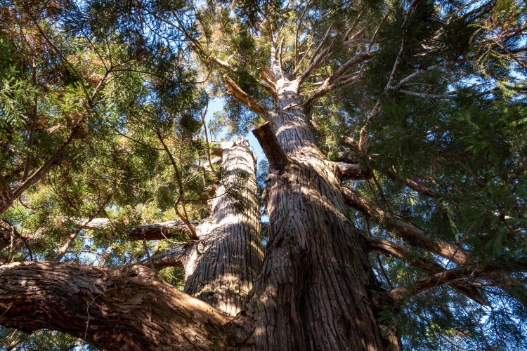 もともとはそれぞれ別の2本の杉だったが、1本に合着している。