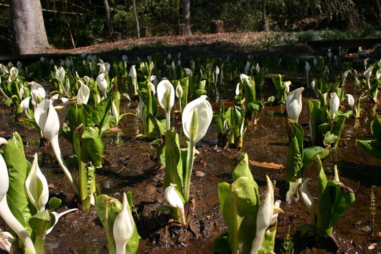 1年を通じて約13℃の湧水が育んだ水芭蕉群落（写真提供：笛吹市観光商工課）。