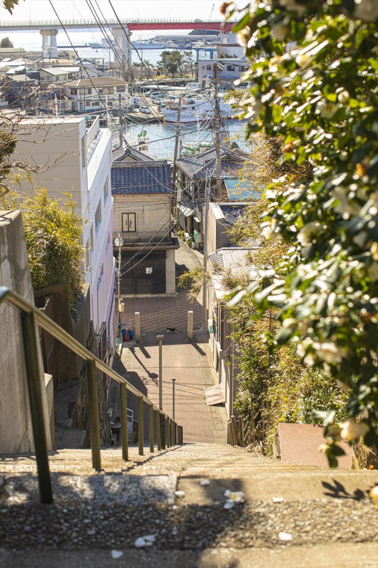 三崎は高台に住宅地があり、長～い階段が多い。毎日上り下りしてたら鍛えられそう。