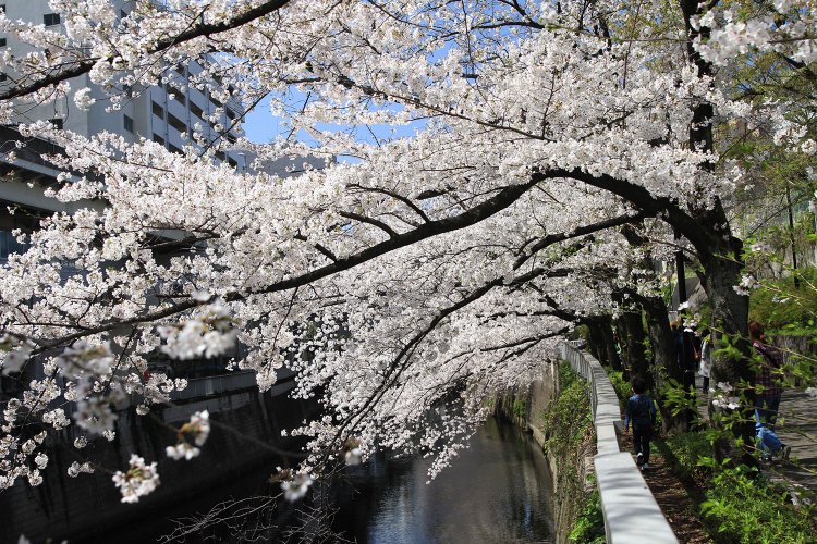 神田川沿いに細長く続く江戸川公園は、春、桜のピンクに染まる。