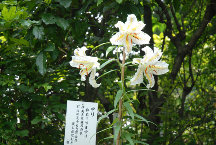 境内には万葉集に登場する植物を植えた万葉植物苑がある。