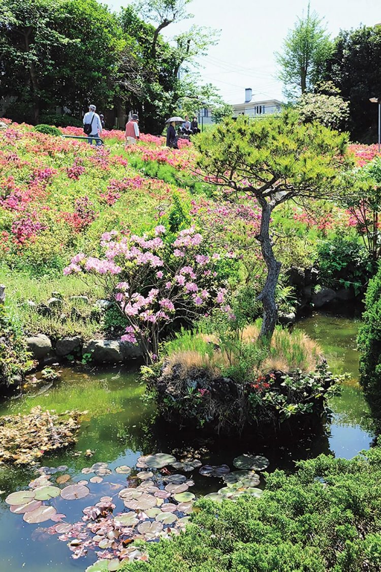 花の木公園では1万5000株ほどのツツジが咲く。見頃は例年、4月下旬。