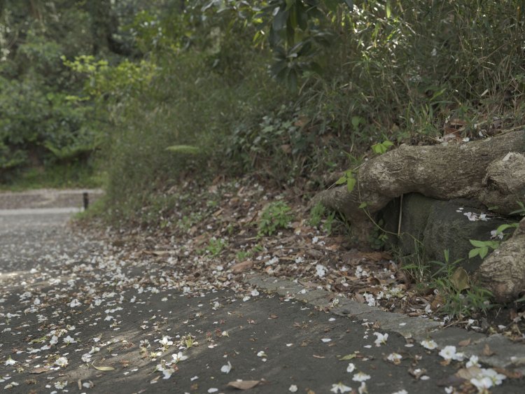 東京湾を望める「三軒家園地」脇にも砲台の一部と思しき石垣があった。