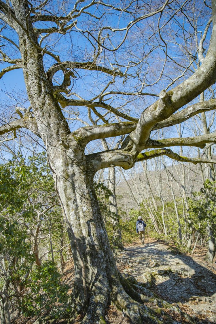 ウノタワ近くでは、ブナの巨木が枝をくねくねと大きく伸ばす。