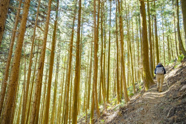 埼玉の優良材・西川材の植林地。つづら折りのスギ並木を鳥首峠へ。
