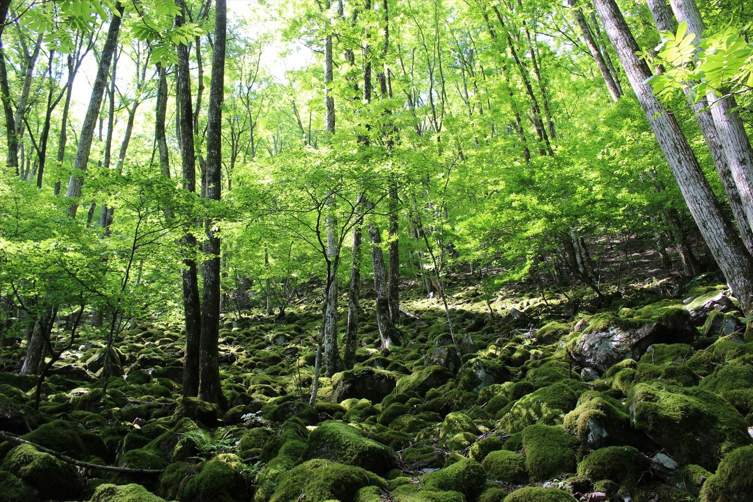 零(こぼ)れ落ちる光と影が緑の世界を一変させる。