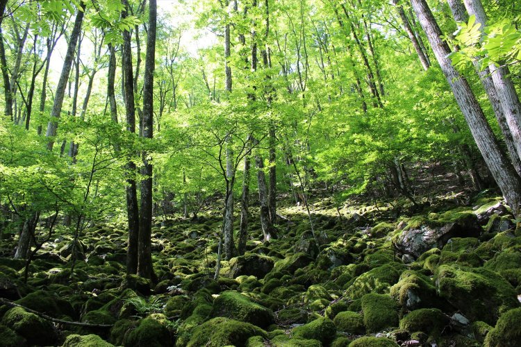 零（こぼ）れ落ちる光と影が緑の世界を一変させる。