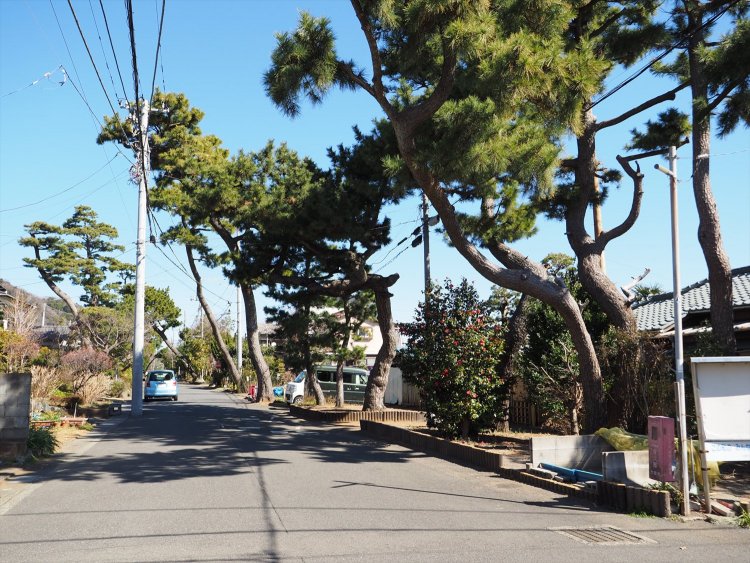 1 旧東海道松並木