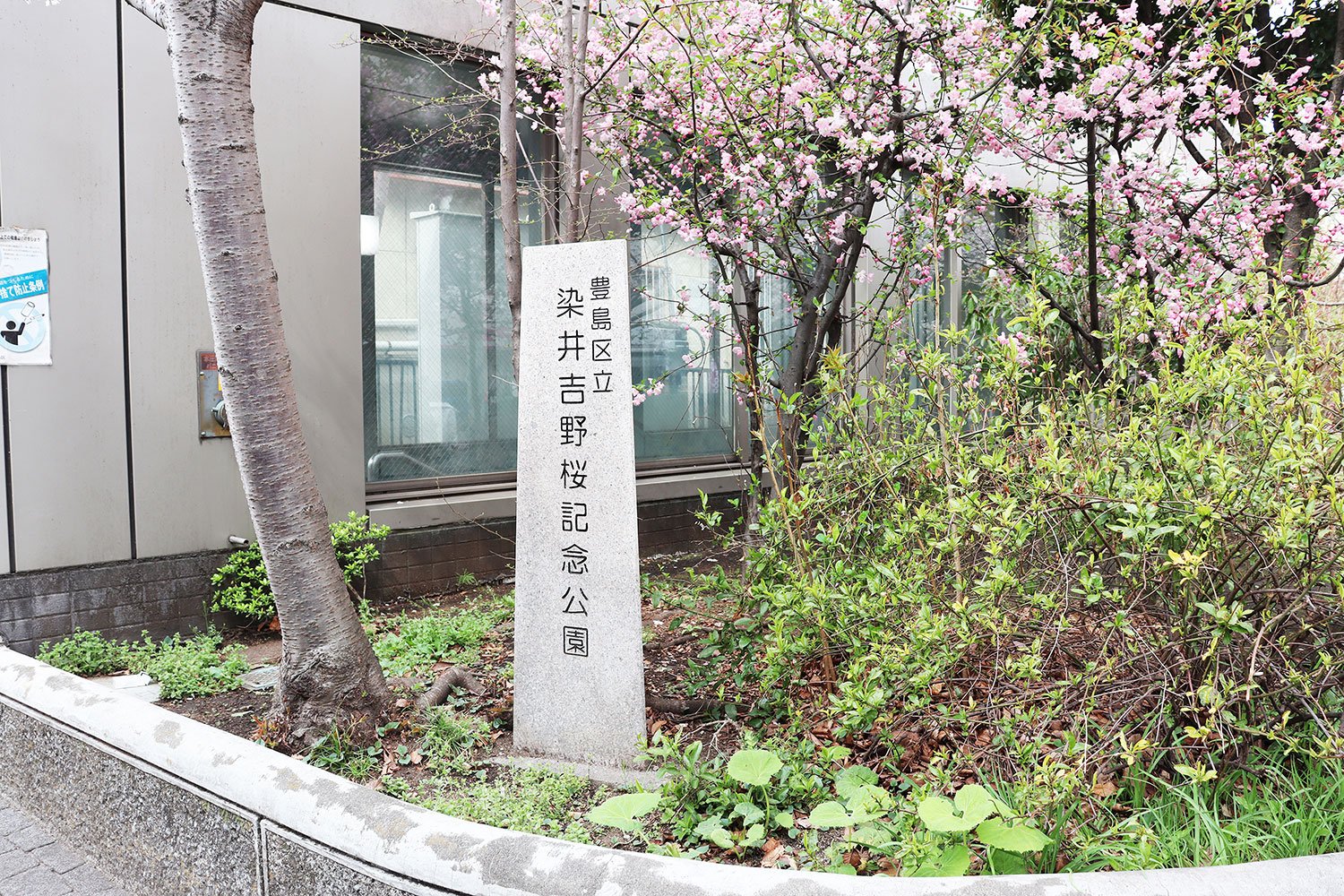 駒込駅前の染井吉野桜記念公園。