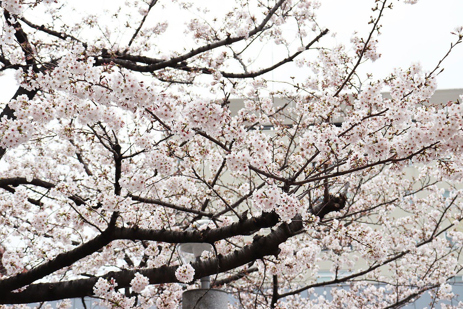 取材日、公園内の桜は満開。