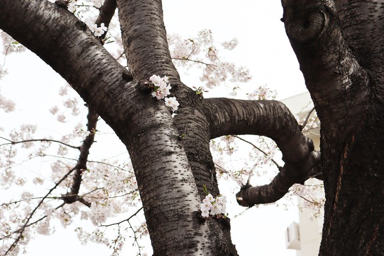 ソメイヨシノのふるさとには、“植木の里”の面影がありありと残っていた【村田あやこの路上園芸探訪・駒込〜巣鴨編】