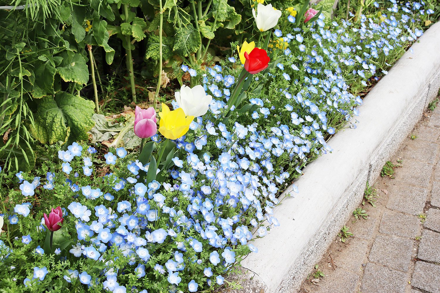 公園脇の花壇にはネモフィラやチューリップなど色とりどりの春の花。