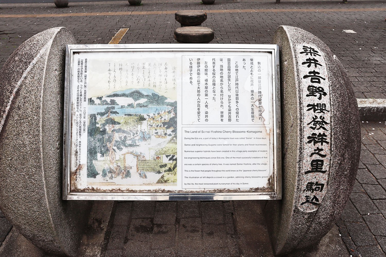 「染井吉野桜発祥之里」の記念碑。染井村で活躍した植木屋・伊藤伊兵衛の庭の様子も。