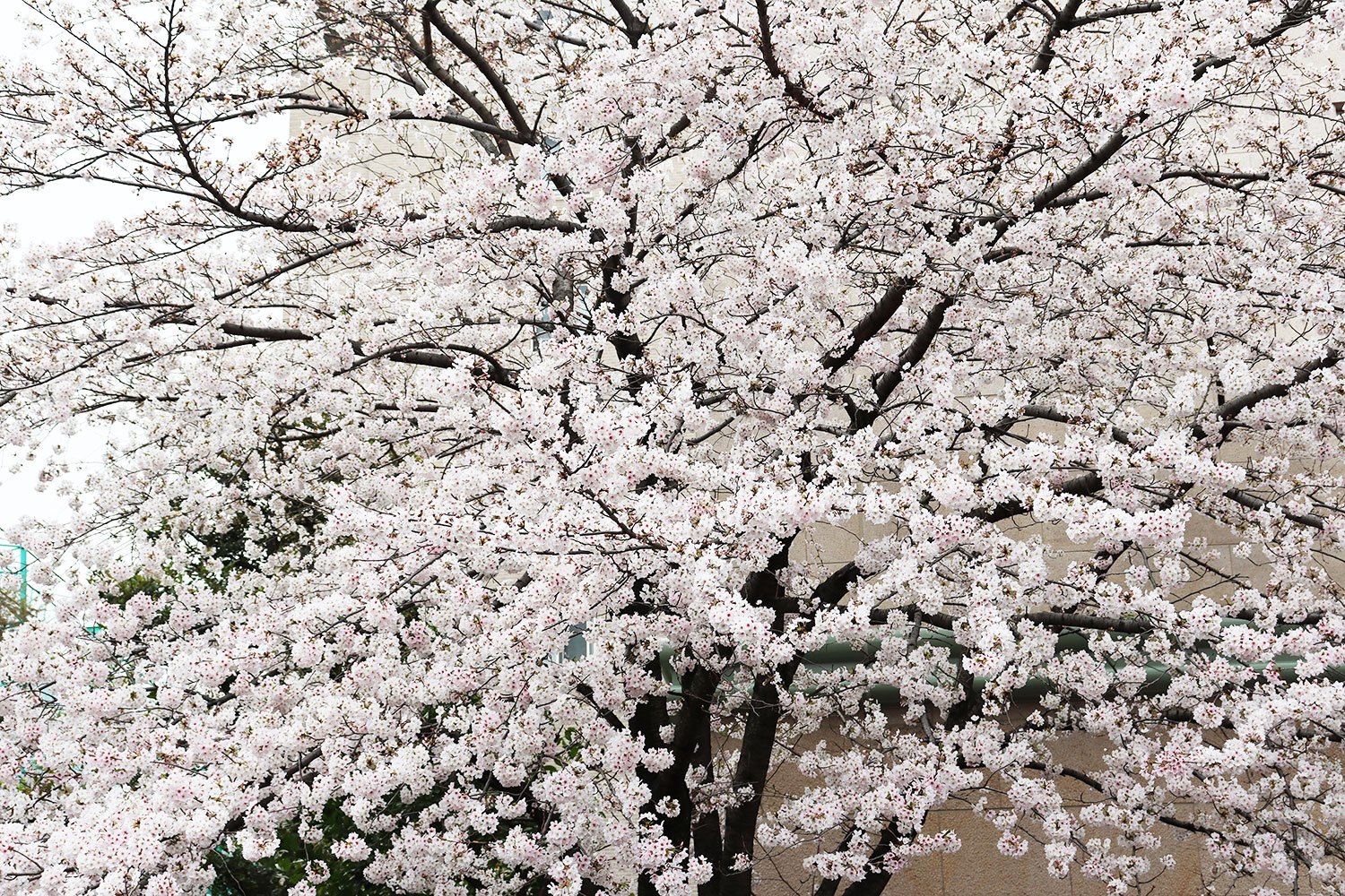 染井通りの桜。取材日は満開だった。