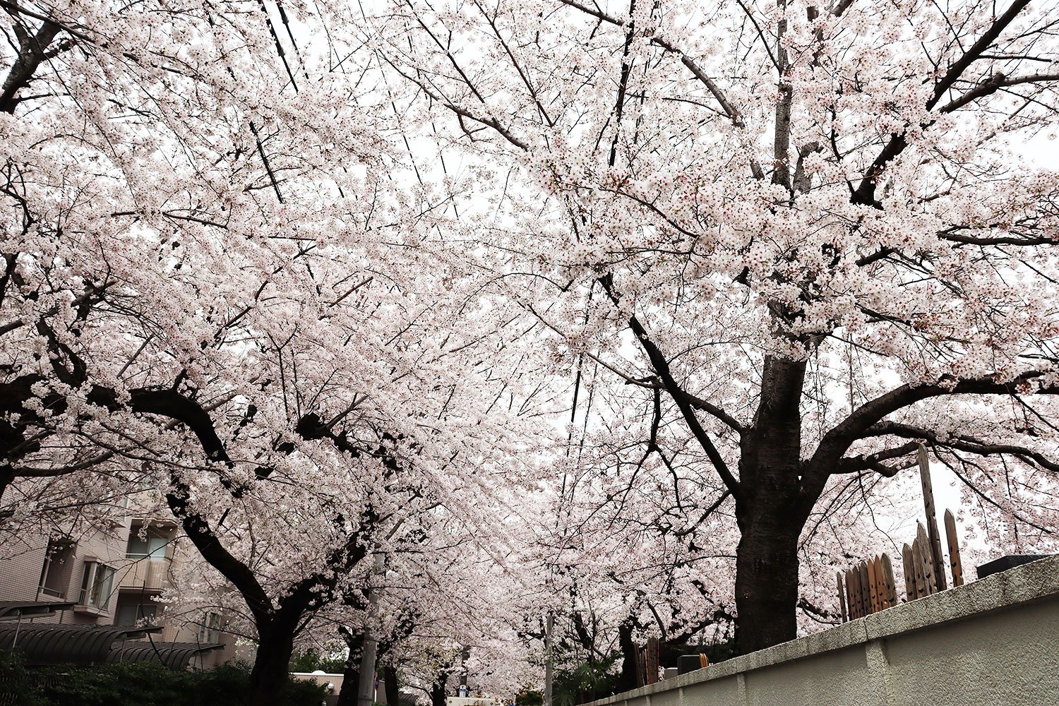 駒込小学校の前にて、向こうまで続く桜のトンネル。