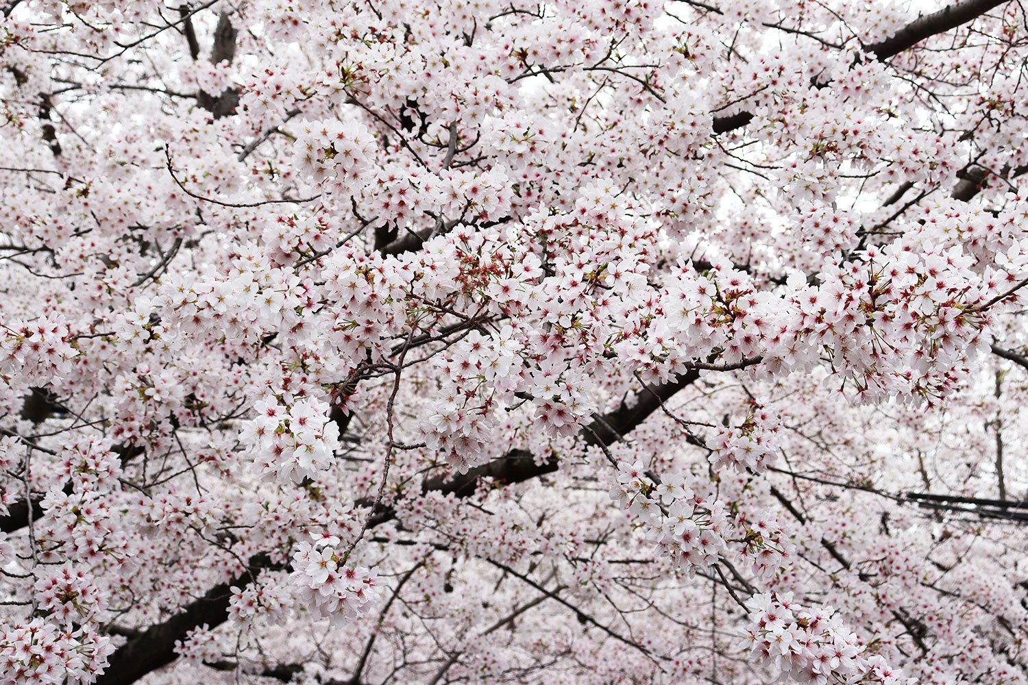 こぼれ落ちそうなくらい満開の花に思わず歓声を上げる。