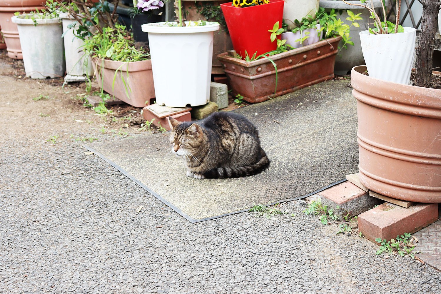 路上園芸に囲まれくつろぐ猫。