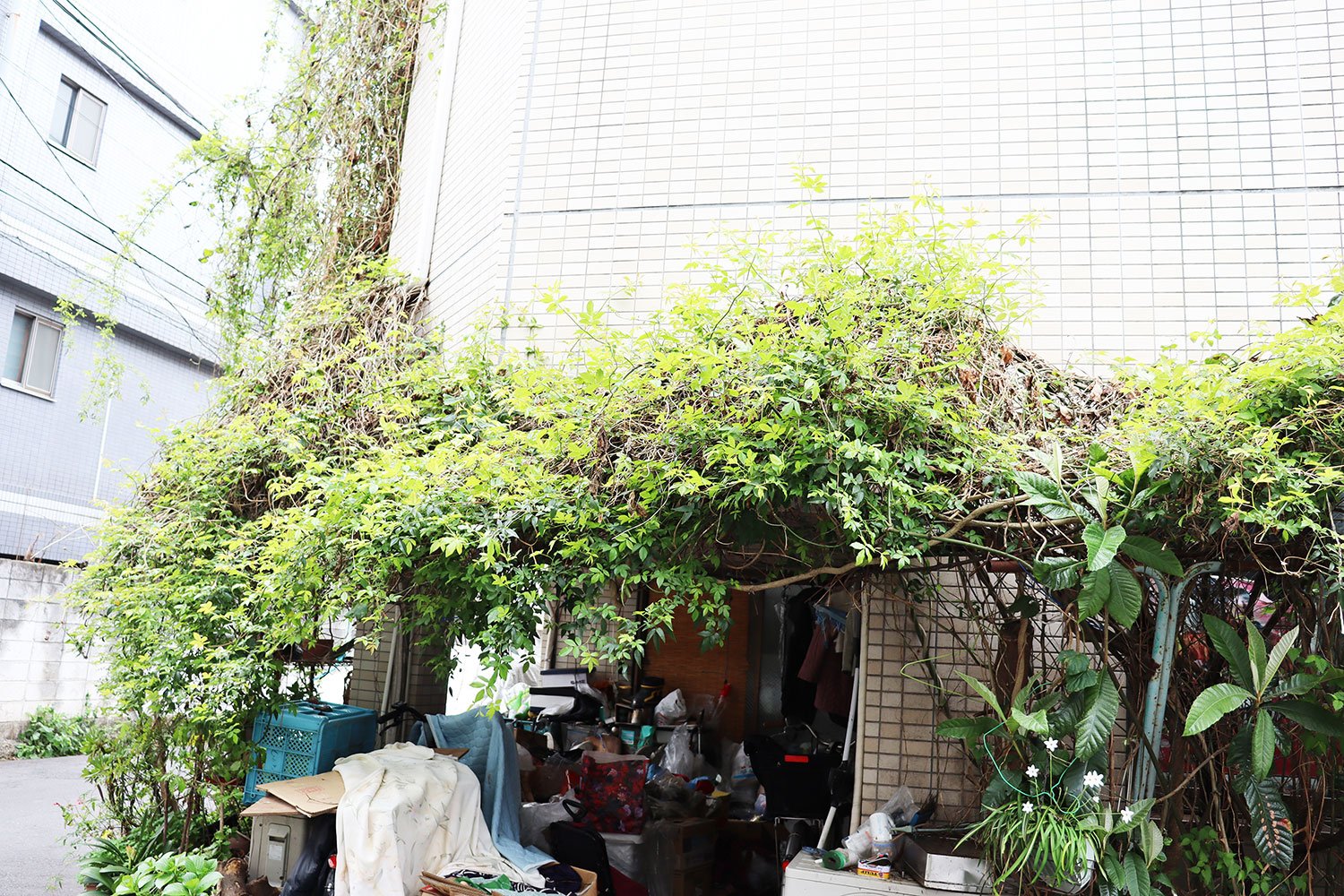 建物を包み込んでいるのはモッコウバラだそう。