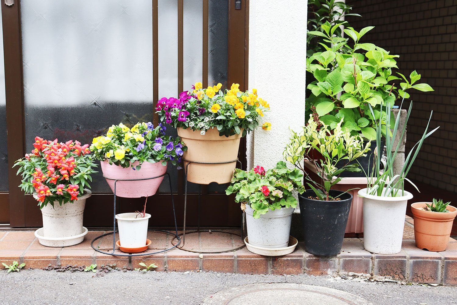 パンジーやゼラニウム。玄関先が花盛り。