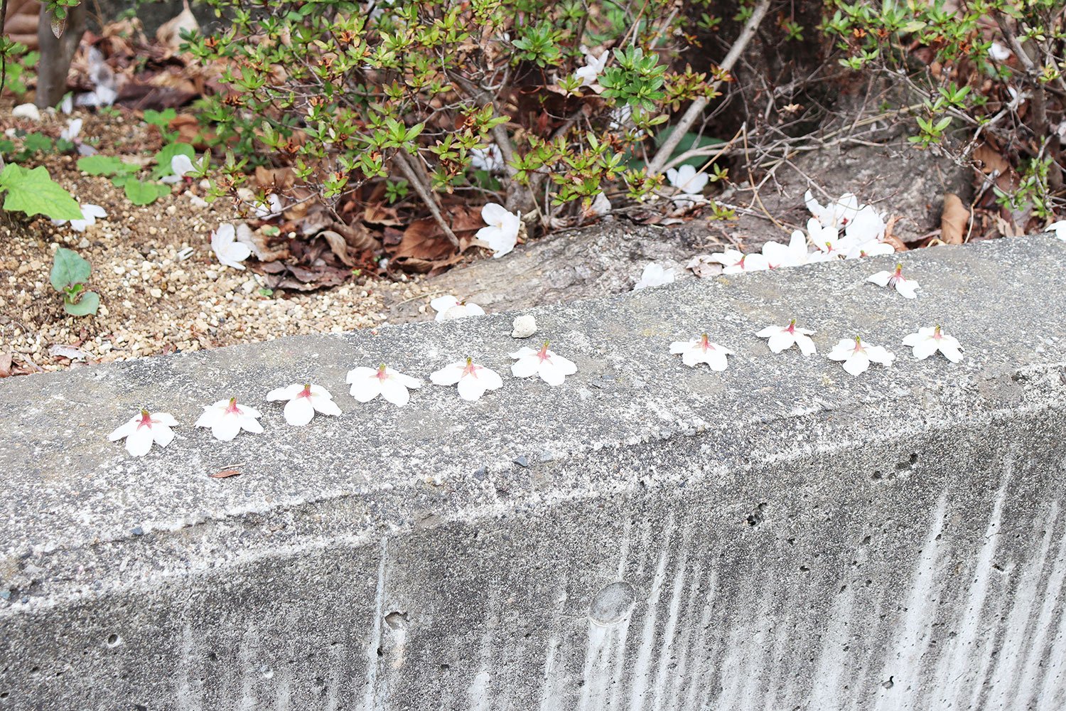 誰かが並べたばかりの、桜の花びら。