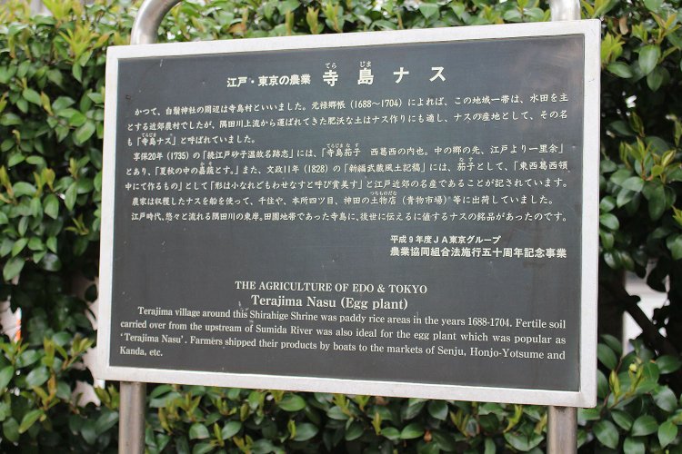 白鬚神社の境内で見つけた寺島ナスの説明。