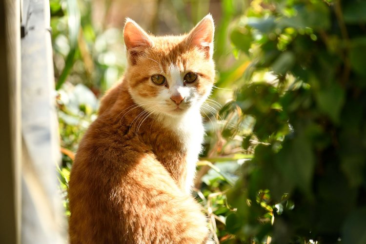 僕もここの住人。釣果ほしいニャン♪