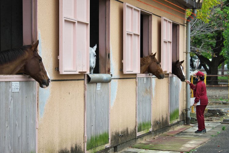 近代五種競技の馬と広報班長・川元ゆみさん。赤いジャージが学校職員と選手の制服だ。2020年11月撮影。
