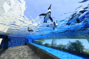 サンシャイン水族館_【差替え画像1】 2天空のペンギン (1)