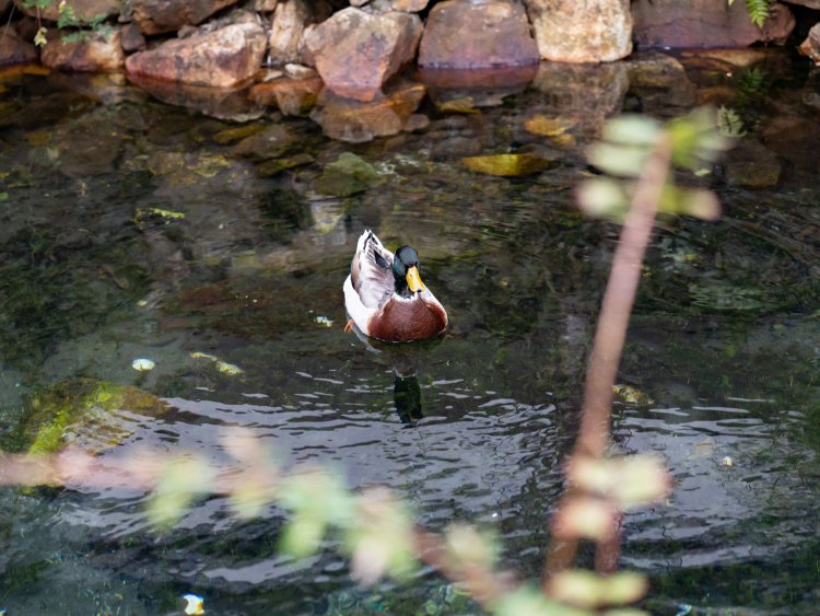 橋を挟んだ反対側の池には鴨さんがいました。