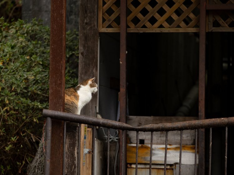 気づいたらこんなところに！　いつからそこにいたの？